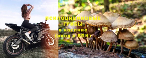 стафф Алзамай